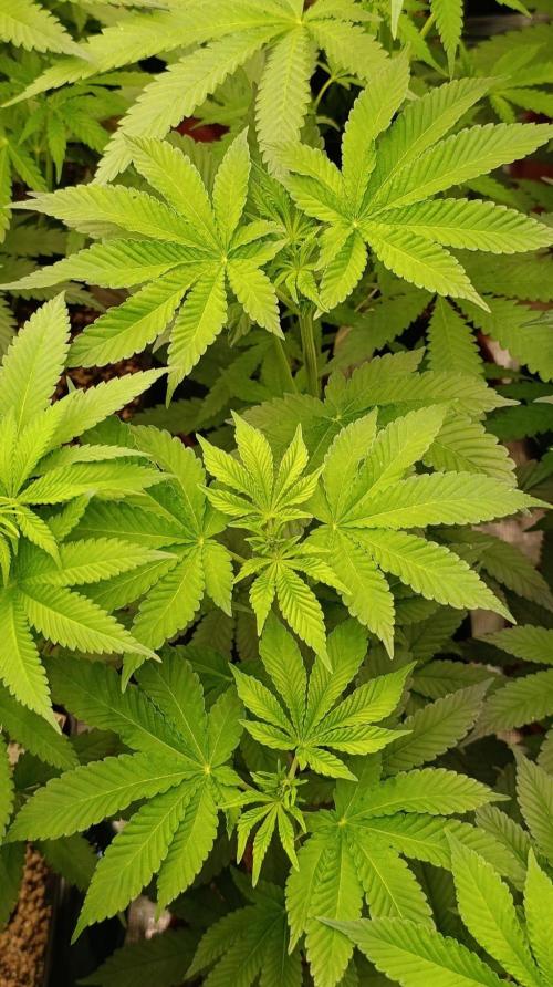GR-APE. Week 7