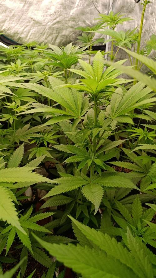 Black Mamba #42. Week 7