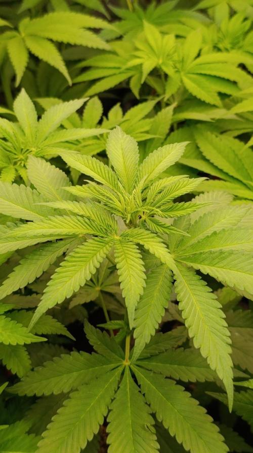 DC Kush. Week 7