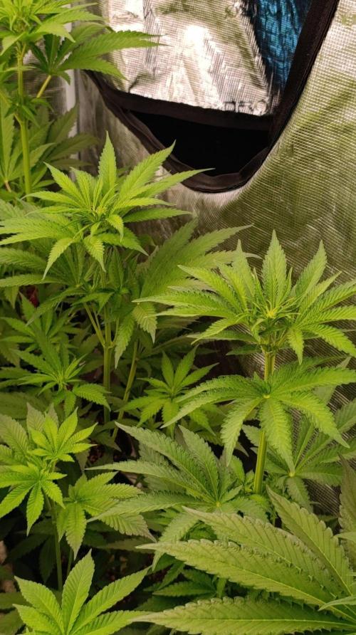 Jack 47 FV. Week 7