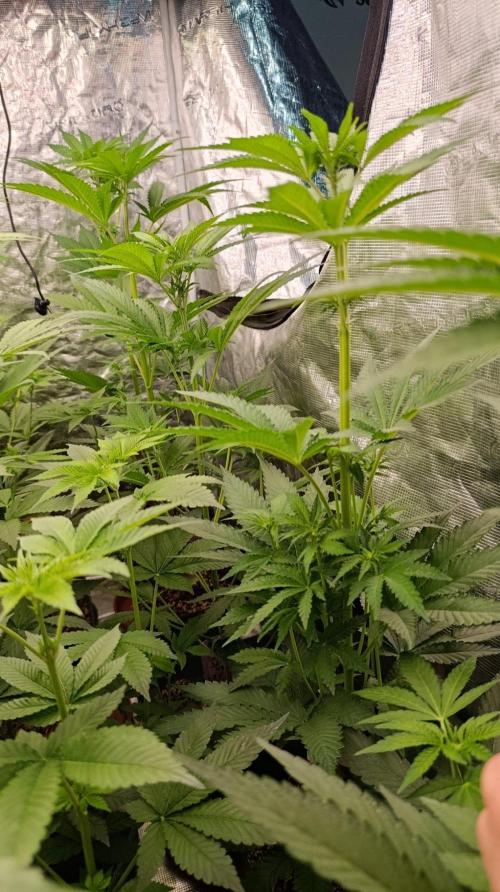 Jack 47 FV. Week 7