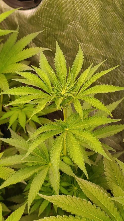 Jack 47 FV. Week 7