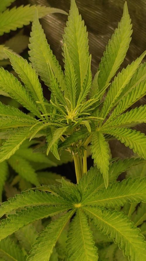 Jack 47 FV. Week 7
