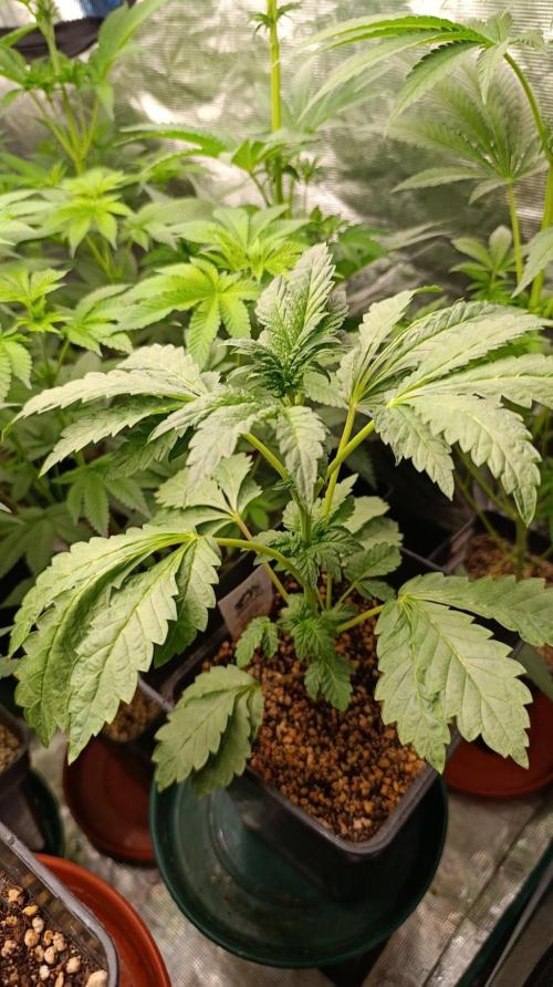 Caramel Pineapple. Week 6