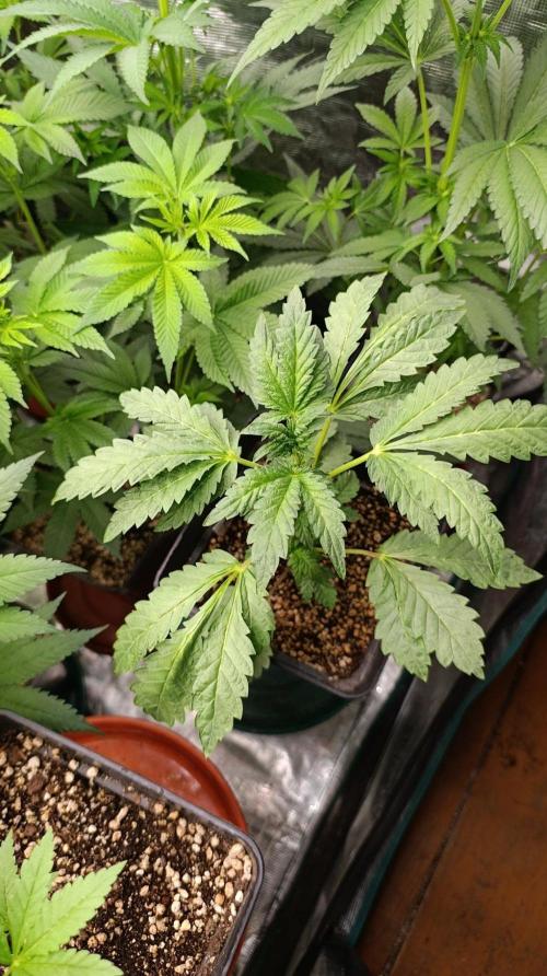 Caramel Pineapple. Week 6