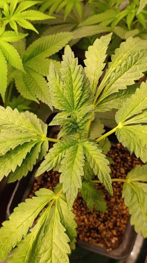 Caramel Pineapple. Week 6