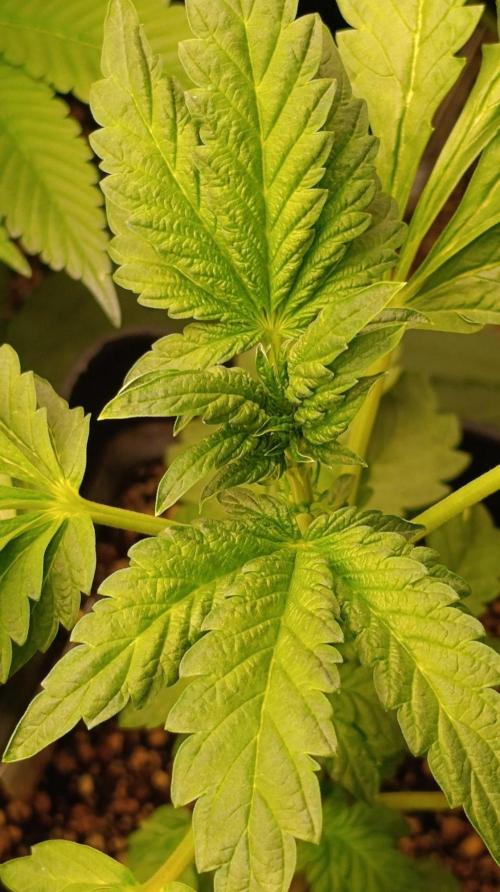 Caramel Pineapple. Week 6
