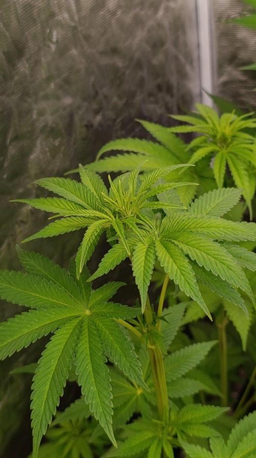 Super Boof RQS. Week 6