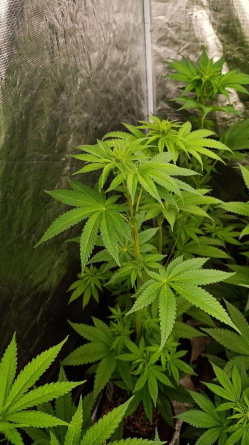 Super Boof RQS. Week 6