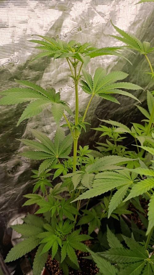Permanent Marker RQS. Week 6