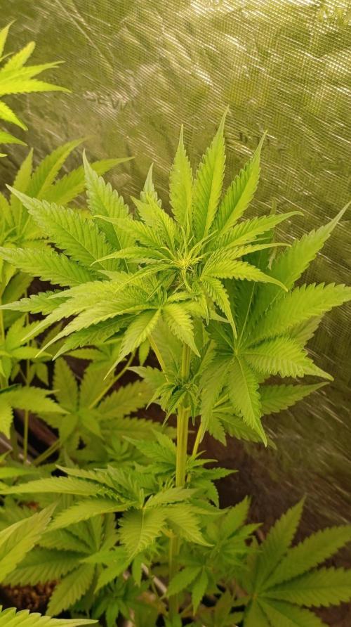 Pineapple Jack. Week 6