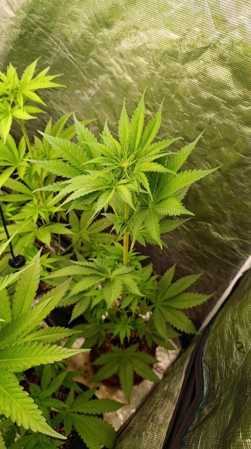 Pineapple Jack. Week 6