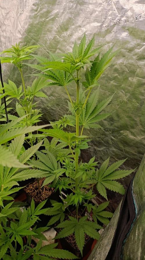 Pineapple Jack. Week 6