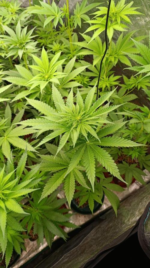 Banana Cake Pop. Week 6