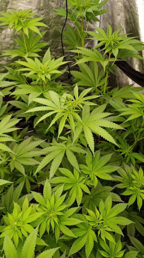Banana Fumes Round II. Week 7