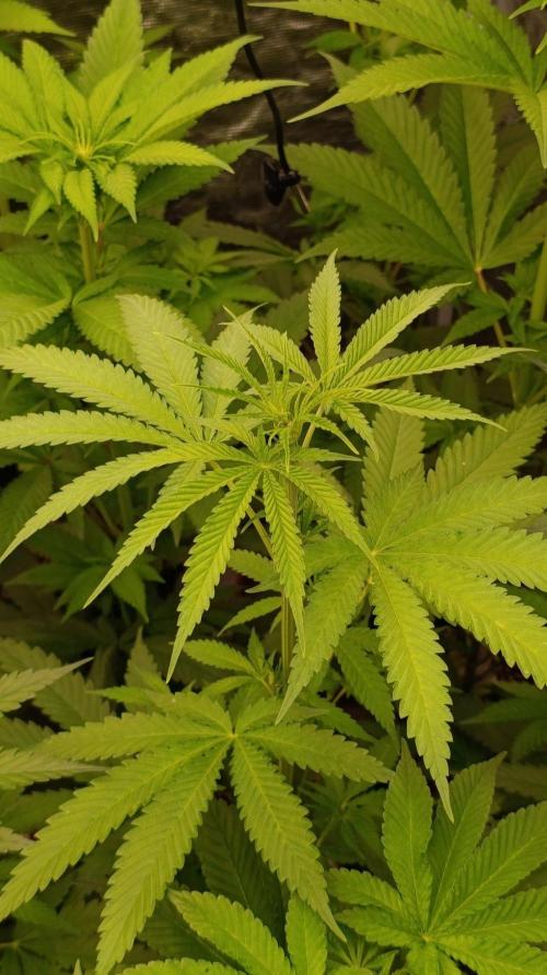 Banana Fumes Round II. Week 7