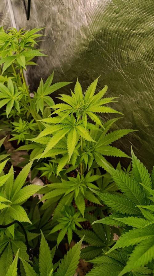 Papaya Stank. Week 6