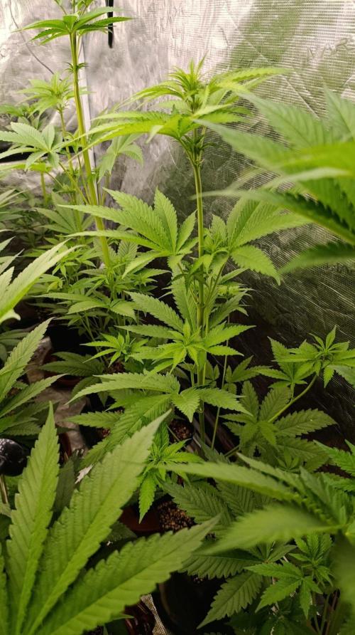 Papaya Stank. Week 6