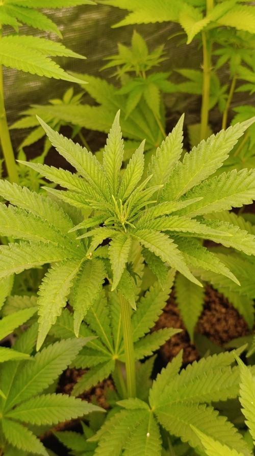 Papaya Stank. Week 6