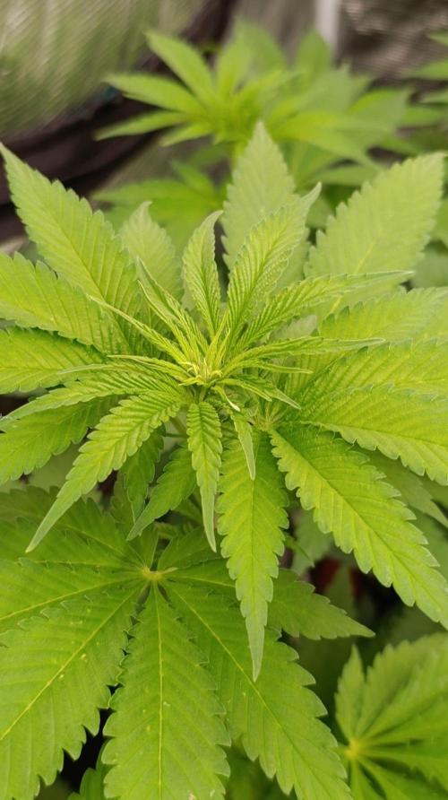 Mango Crack. Week 6