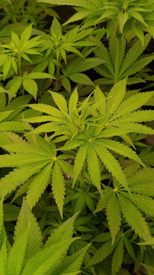 Banana Cream OG. Week 6