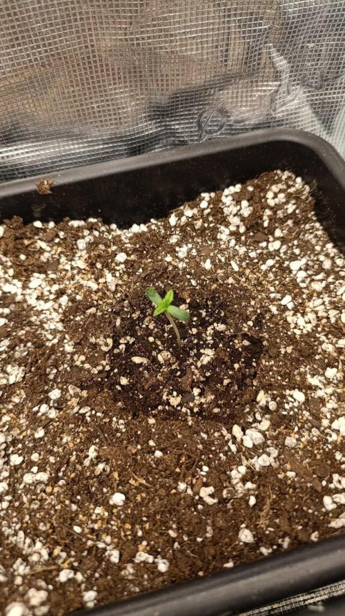 Melon Parmesan. Week 1