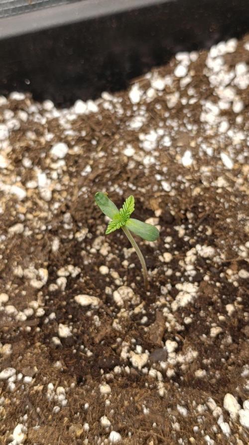 Melon Parmesan. Week 1