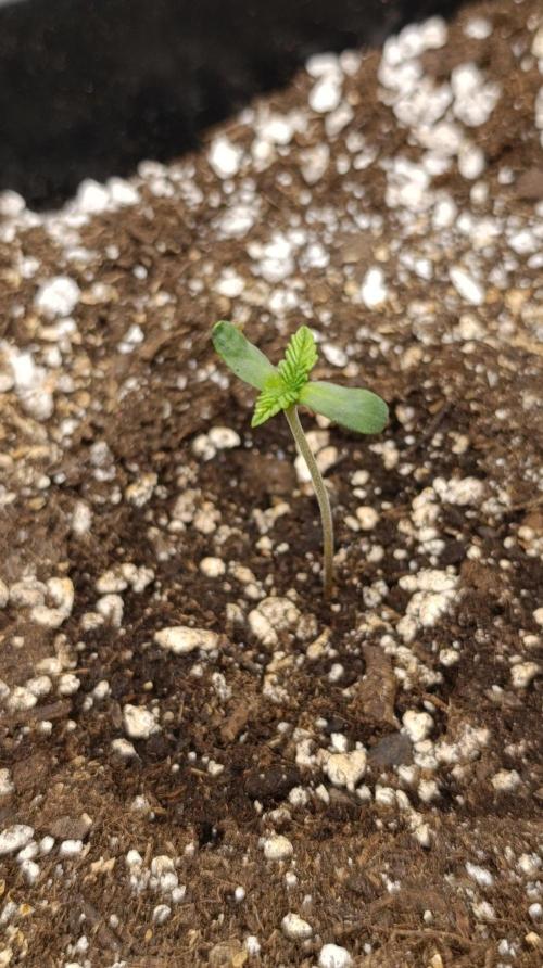 Melon Parmesan. Week 1