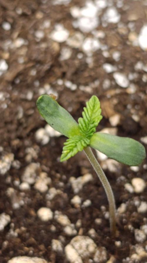 Melon Parmesan. Week 1