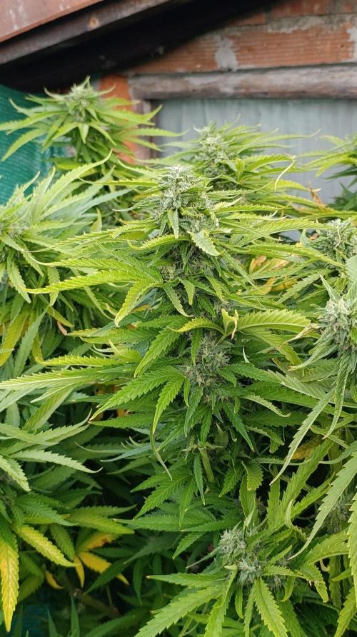 Gello Z & Xpertnutrients. Week 19