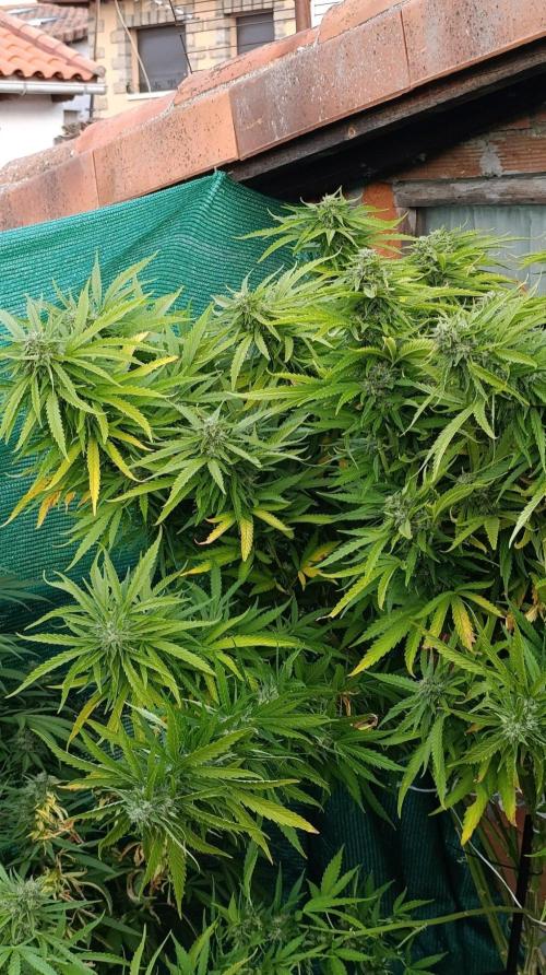 Gello Z & Xpertnutrients. Week 19