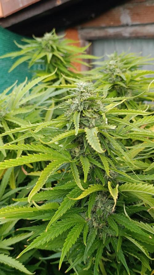 Gello Z & Xpertnutrients. Week 19