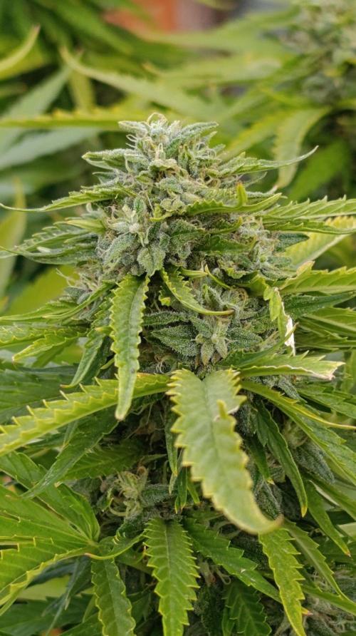 Gello Z & Xpertnutrients. Week 19