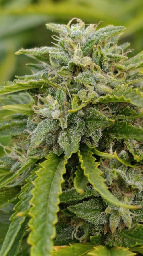 Gello Z & Xpertnutrients. Week 19