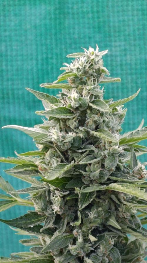 Niagara Outdoor Season. Week 10