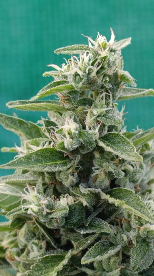 Niagara Outdoor Season. Week 10