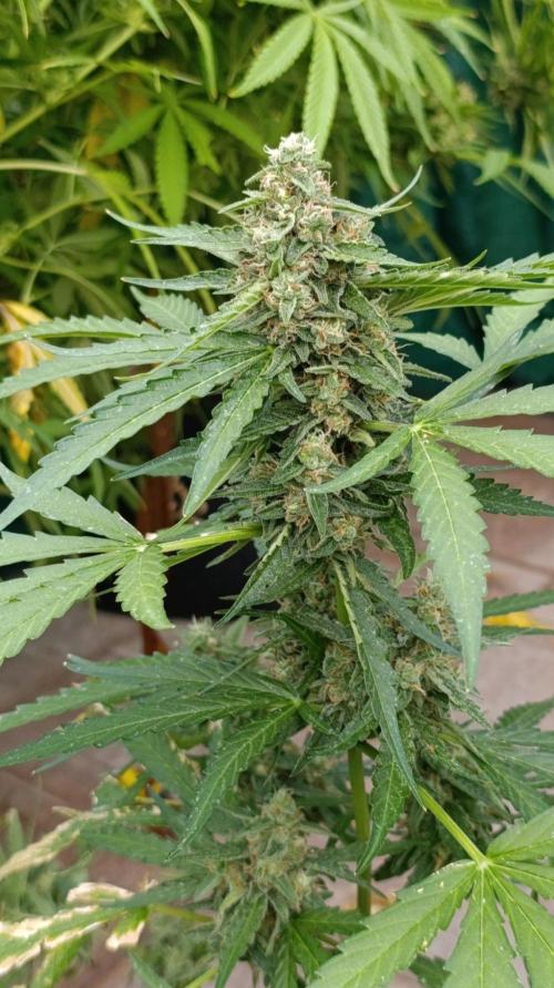 Gaia F1 Auto. Week 10