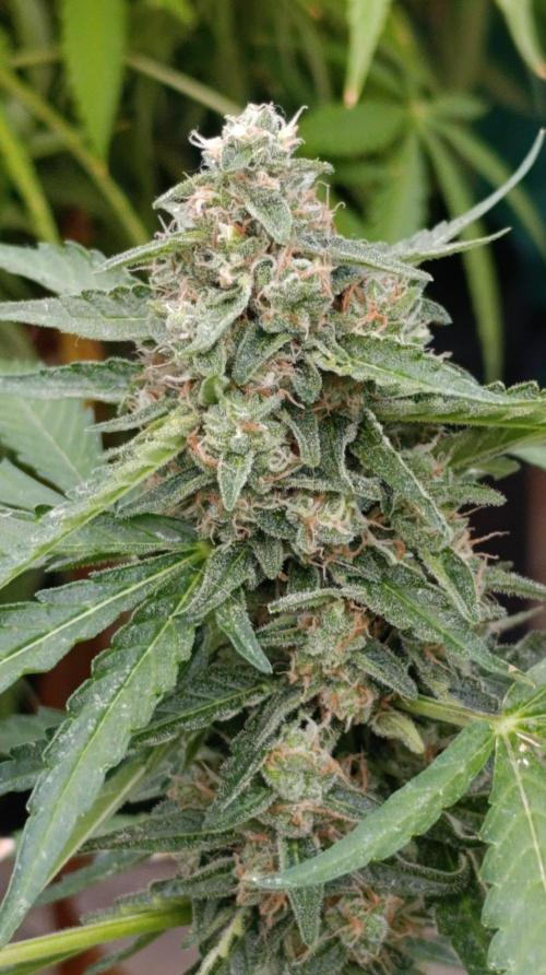 Gaia F1 Auto. Week 10