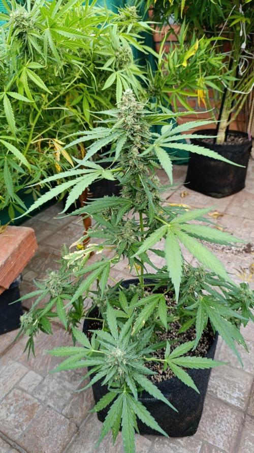 Gaia F1 Auto. Week 10
