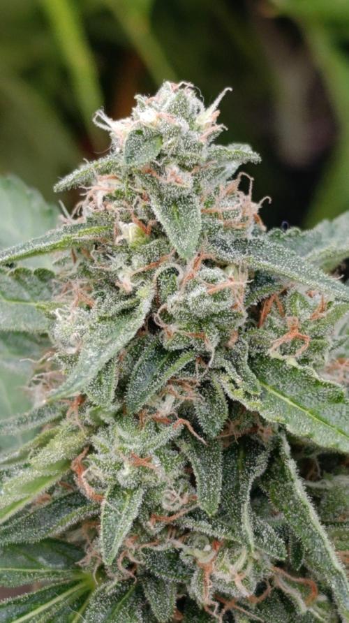 Gaia F1 Auto. Week 10