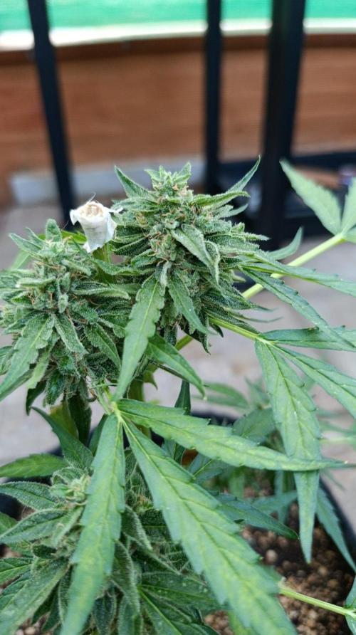 Milky Way F1 Auto. Week 10