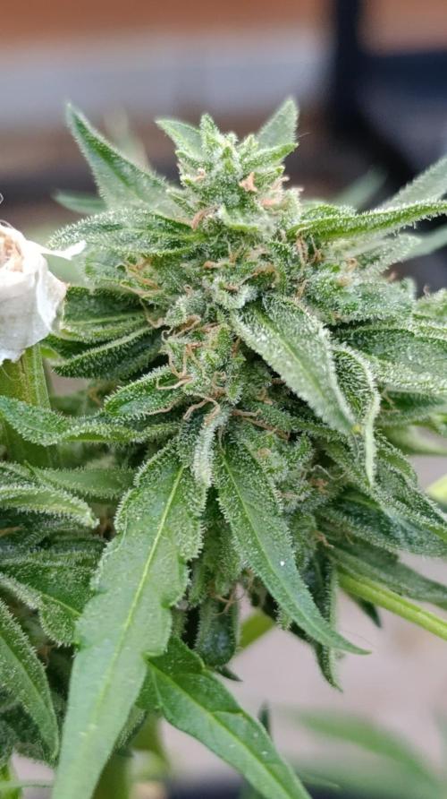 Milky Way F1 Auto. Week 10