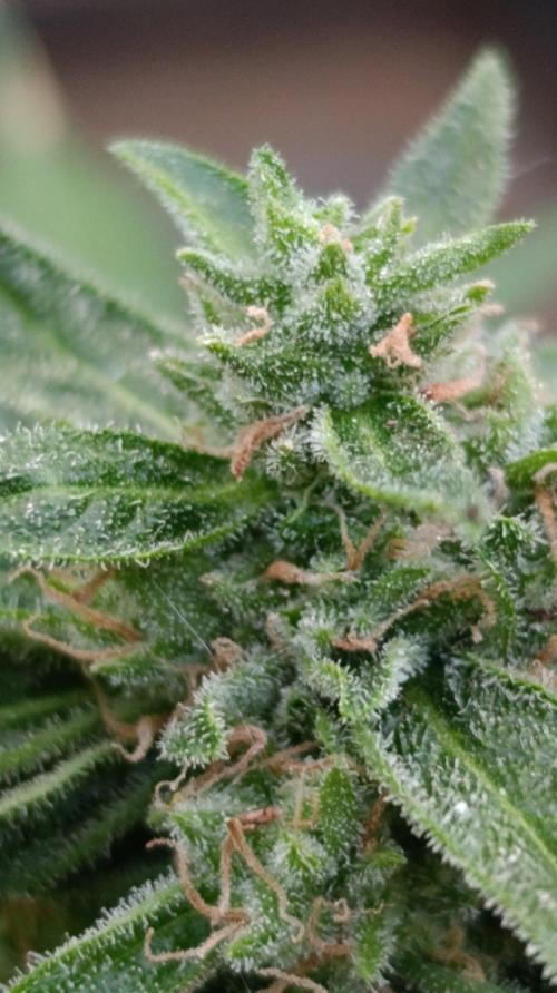 Milky Way F1 Auto. Week 10