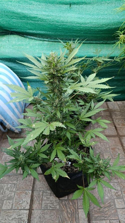 Super Boof XL Auto Outdoor. Week 9
