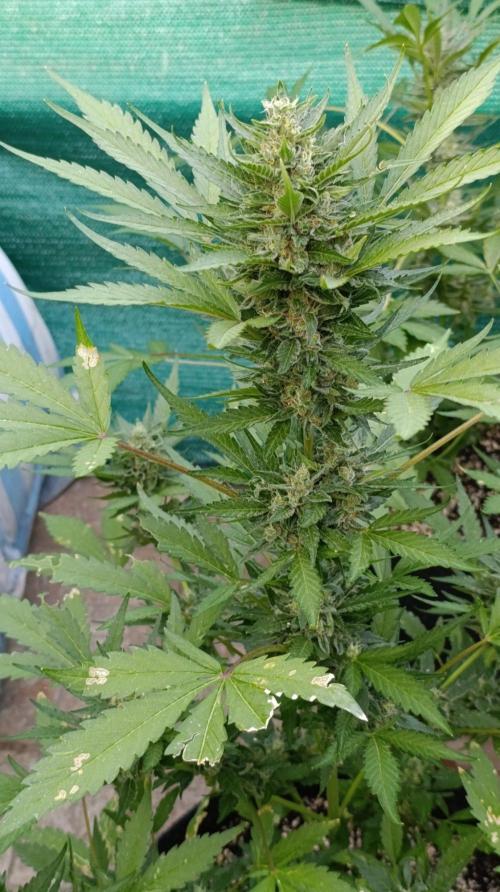 Super Boof XL Auto Outdoor. Week 9