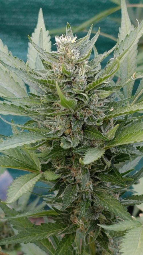 Super Boof XL Auto Outdoor. Week 9