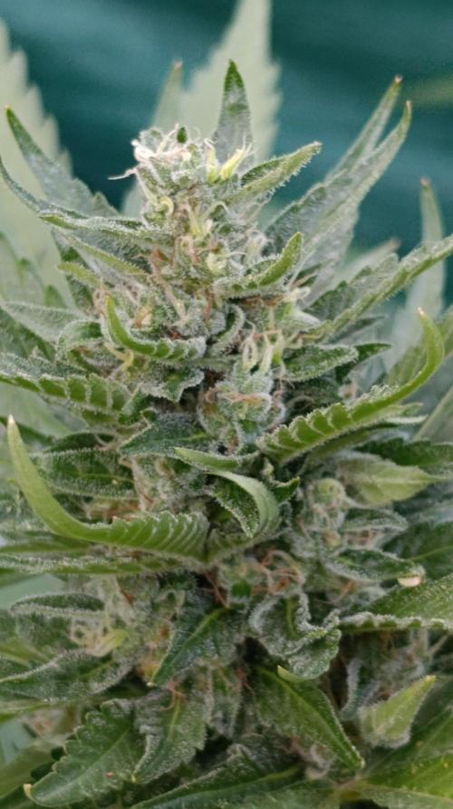 Super Boof XL Auto Outdoor. Week 9