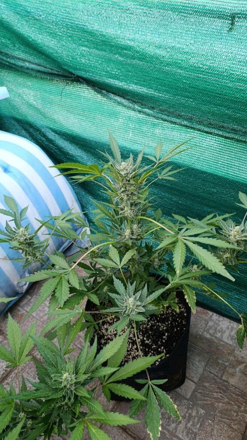 Papaya Zoap Auto. Week 9