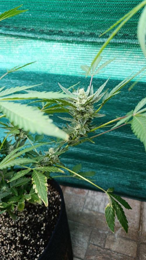Papaya Zoap Auto. Week 9