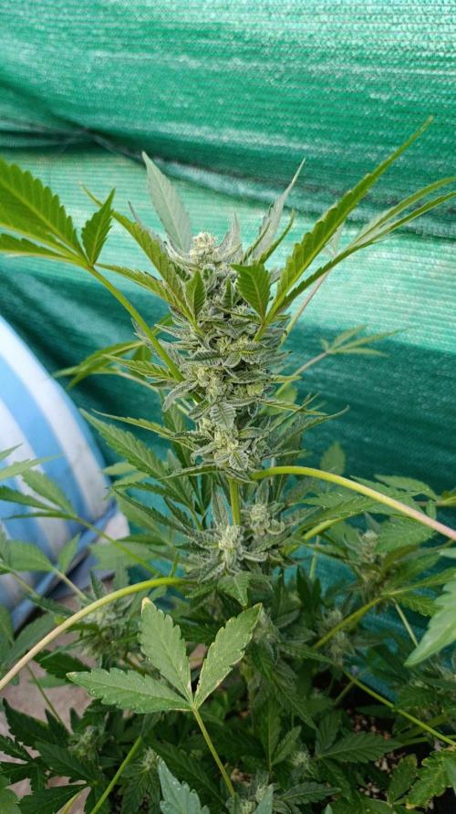 Papaya Zoap Auto. Week 9